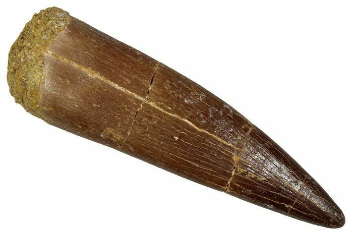 Fossil Plesiosaur (Zarafasaura) Tooth - Morocco #354714
